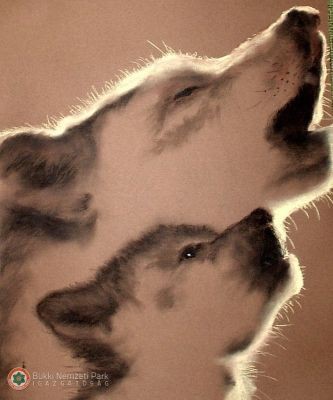 völtő farkasok - részlet (pasztell)